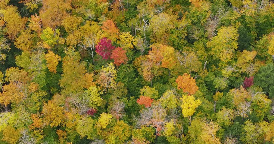 Aerial view of colorful treetops in an autumn forest from directly above
