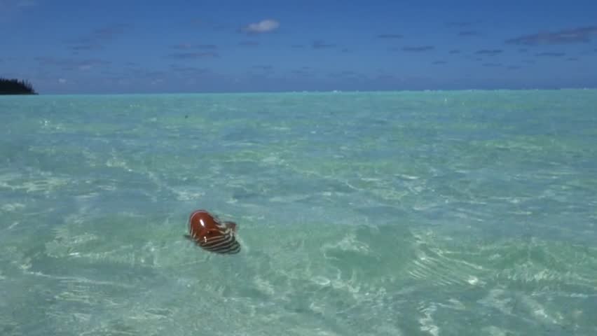 Nautilus shell floating on transparent clear water at Oro