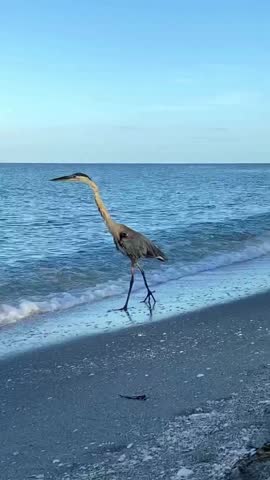 Great blue heron close-up in Florida beach