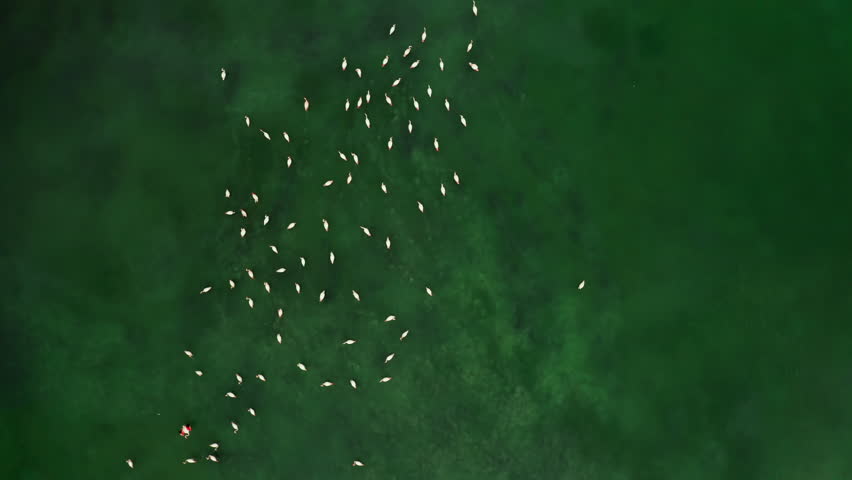 Flamingos swim in green water creating irregular dots pattern distant aerial view. Exotic birds flock in natural environment at Spanish resort