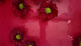Red chrysanthine flowers float in the water. Droplets of rain fall on the chrysanthemum blooms in the water. Dark red chrysanthemum blossoms on crimson background. The concept of wellness, spa - Powered by Shutterstock - Get 15% off with code: PIKWIZARD15
