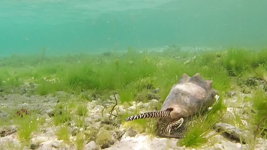 A underwater large conch seashell crawls on the sandy ground of a tropical coral reef, showing its eyes , underwater macro. close-up Indonesia, Asia