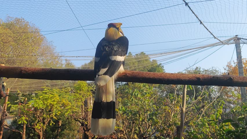 a big Buceros bicornis standing on the branch in the zoo