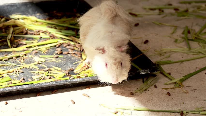 Guinea pigs interacting and eating in a zoo