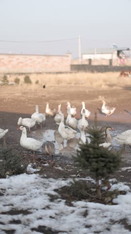 A slow-motion of a herd of geese walking in the field and drinking from water on the ground