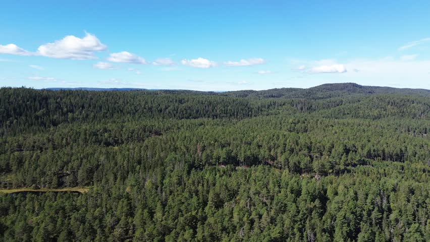 Forest of fir trees in Norway. 