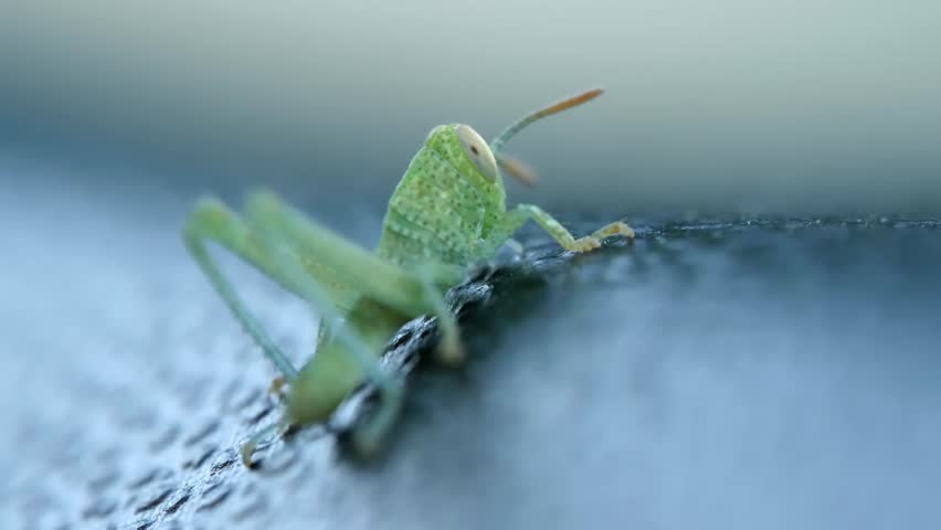 Macro shot of tiny green grasshopper crawling close up on blurry textured surface