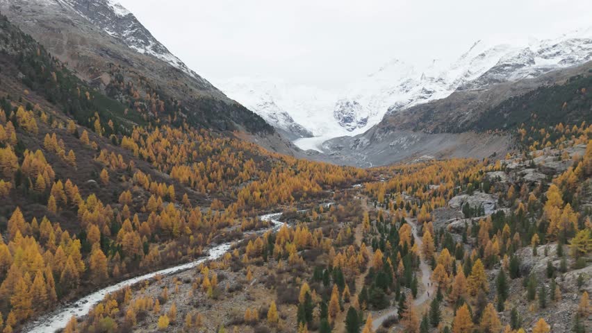 Morteratsch glacier is melting and creating a river flowing through the colorful autumnal larch forest in Engadine valley, Graubünden, Switzerland, drone flying forward slow motion and reveal