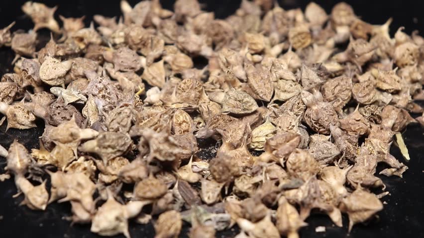 Footage of Gokhru seeds (Tribulus terrestris), highlighting their Ayurvedic use for kidney health, vitality, and hormonal balance. Ideal for herbal and wellness content.