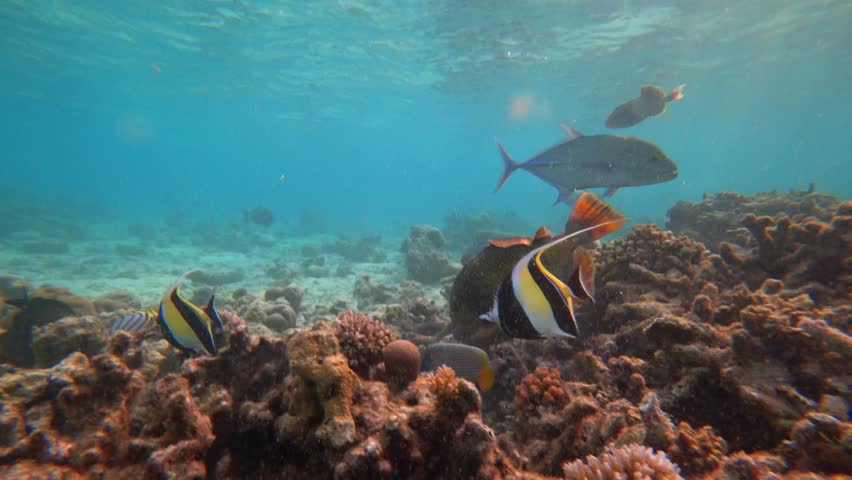Snorkeling in the Maldives with fish and corals. Turquoise clear water. A beautiful reef, but in places it has lost its color. There are many different fish. White sand. Rays from the sun. New corals