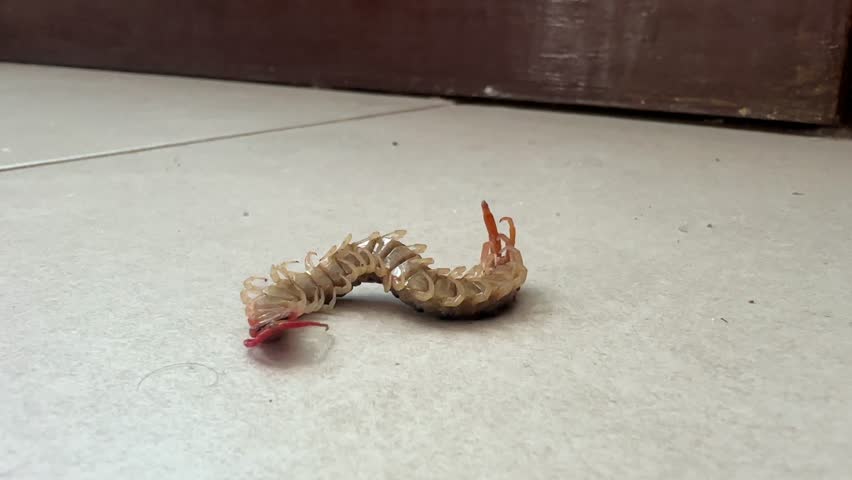 Dangerous centipede Scolopendra sp on the floor of a house