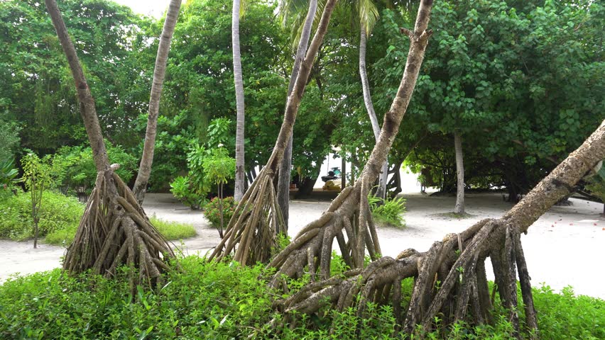 A green island with large palm leaves and roots. Snow-white coral sand, green grass. The path in the garden. In places there are vines, beautiful bushes with large leaves. A tropical island in the sea