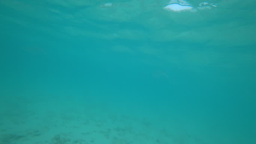 A living reef with different fish and corals. In places, the fish are colored, black and white, yellow, flocks and many others. The boundary of the island