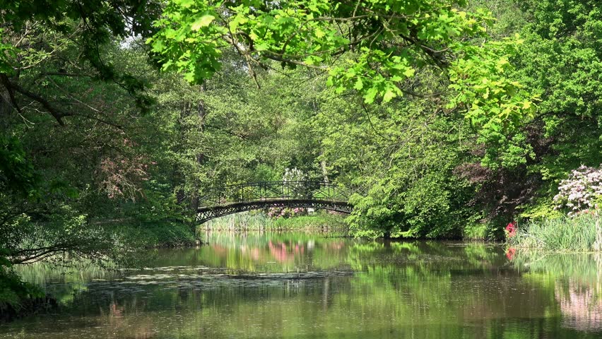 Trees lake bridge nature landscape