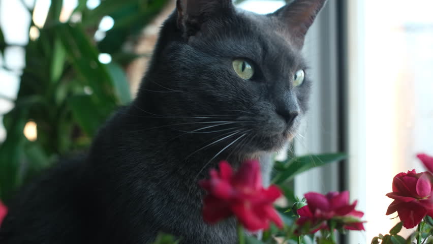 Portrait of beautiful gray domestic cat sitting on windowsill surrounded by potted plants.
