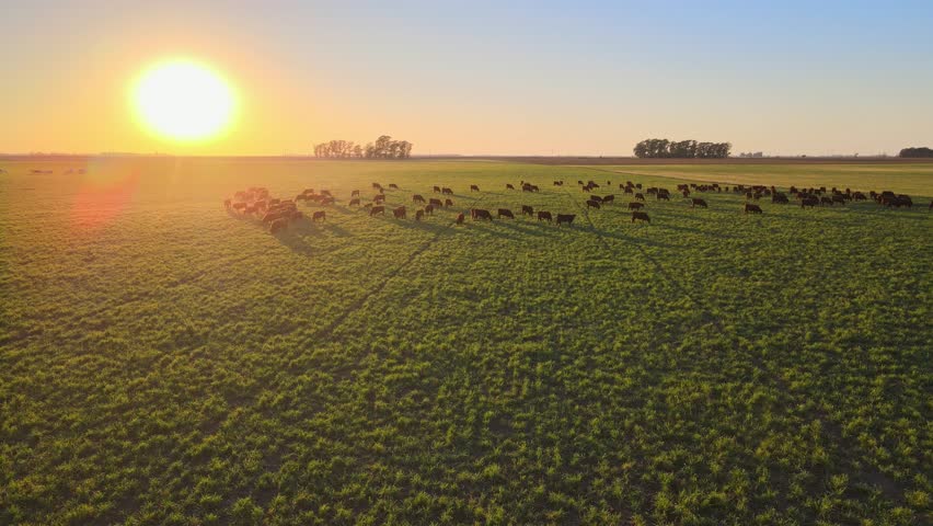 Aerial drone flyover open green pasture, towards a herd of cattle grazing on the grass field at sunset golden hour, a serene rural scene with glowing sun casting a golden light over the field.