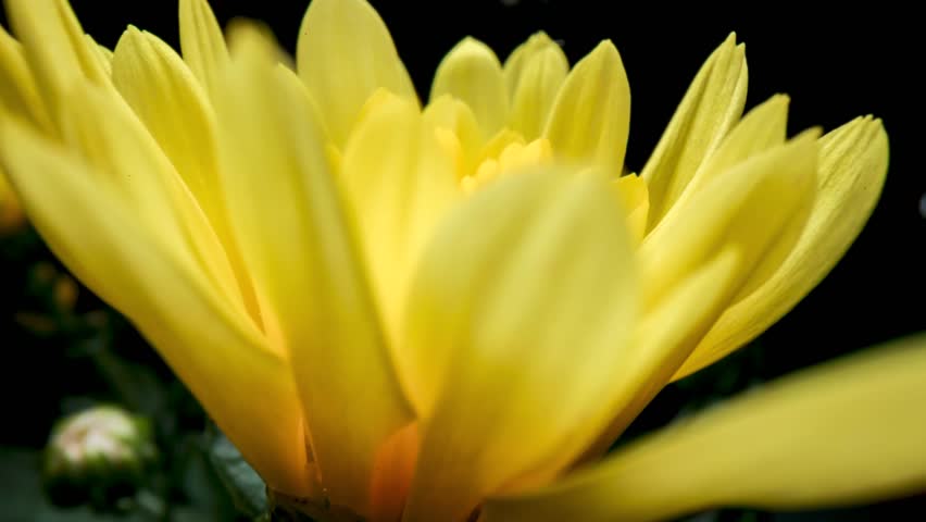 Yellow flower blooming time lapse, camera slowly rotates to above flower