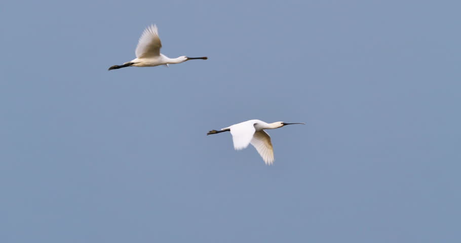 Eurasian spoonbill and black-faced spoonbill flying in sky