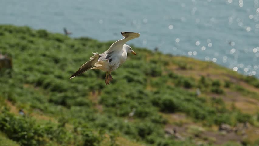 Slow Motion Gull Flying in Flight UK Birds and Birdlife, Seabirds in UK on Skomer Island in Wales, Greater Black Backed Gulls Birds Flying