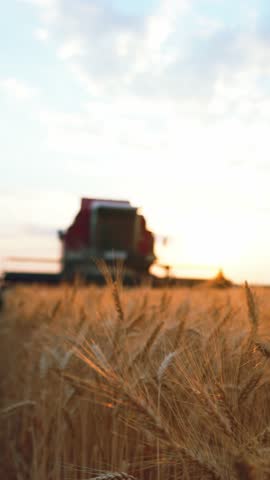 Harvesting cereals in ecological farming, vertical video in golden field, harvester machine in background. Agribusiness concept, summer in countryside, growing wheat and rye, decide of food problem