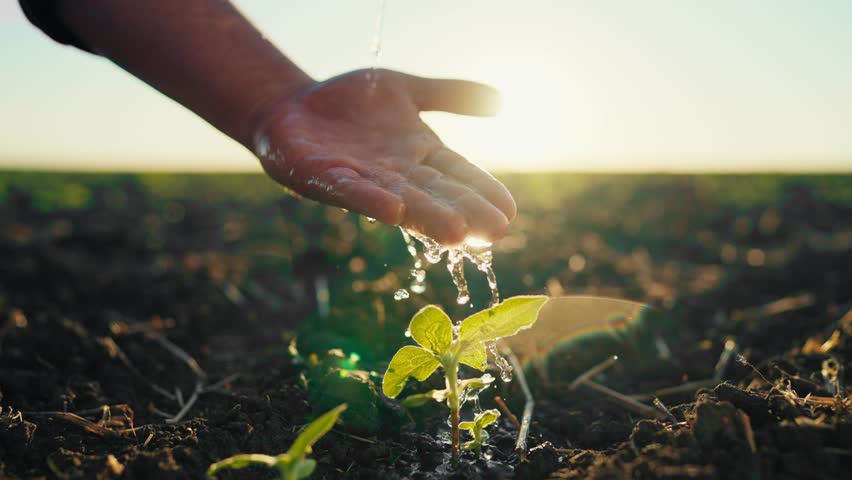 Farmer hand and small green plant growing in agricultural field, watering sprout . Professional agronomist pouring water and fertilizer on soil with growing agricultural crops, slow motion, closeup