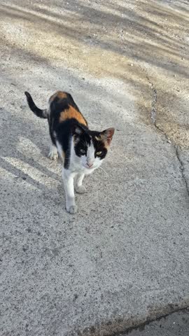 A regal calico cat with soft, luxurious fur gazes into the camera before gracefully settling on the floor.