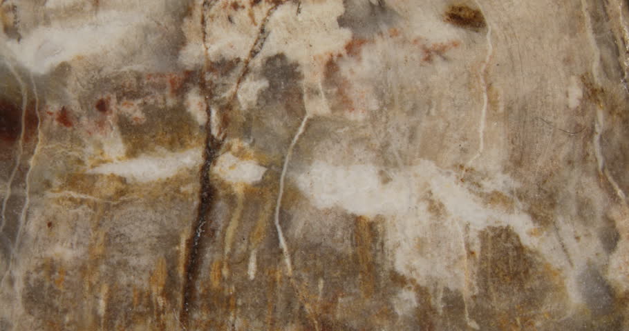 Grain of petrified wood at high magnification under the microscope