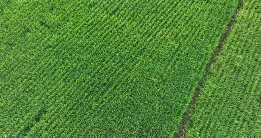 Aerial footage of drone flying over rice paddy plants growing at field
