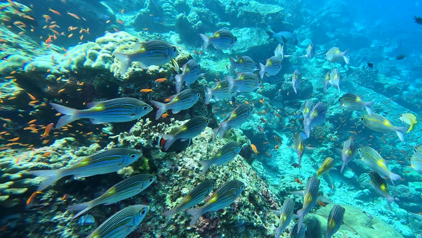 Underwater closeup following school of striped large eye bream aka goldspot bream Gnathodentex aureolineatus diving in Pulau Weh Sabang, Indonesia
