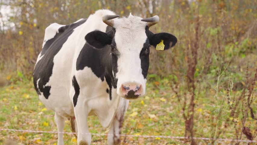Single black and white cow grazing in a quiet green field with sparse trees in the distance, front medium view on windy day