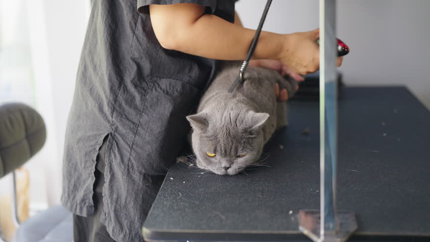 Small business pet grooming shop and cat skin care. Pet groomer grooming British Shorthair cat with hair clipper on grooming table. Pet owner treats dog like human child. Pet humanization concept.