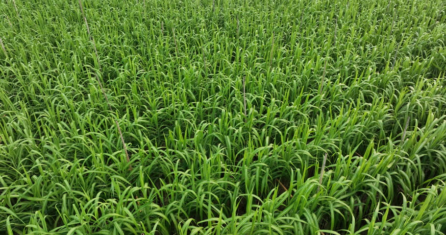 Aerial footage of drone flying over sugarcane plants growing at field