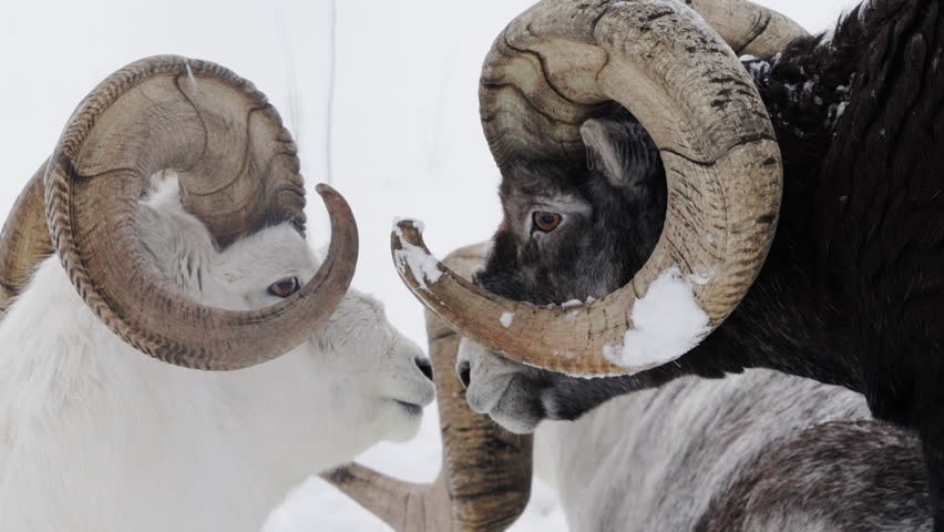 A Group Of Male Stone Sheep And Dall Sheep During Winter Snow In Whitehorse, Yukon Territory, Canada. Close-up Shot