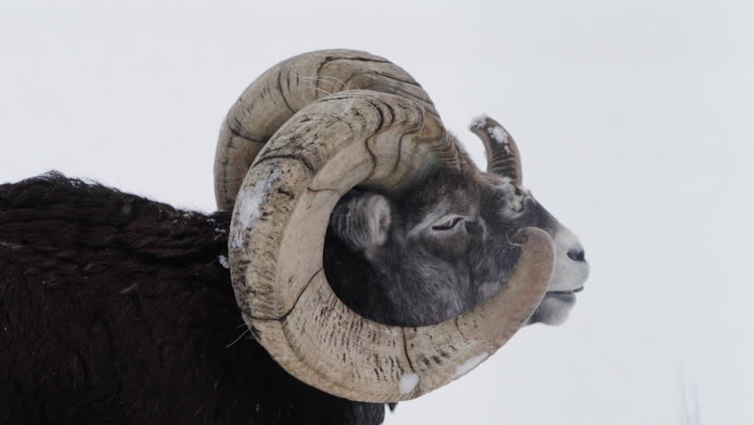 Male Stone Sheep (ovis dalli stonei) During Winter In Yukon Territory, Canada. Close-up Shot