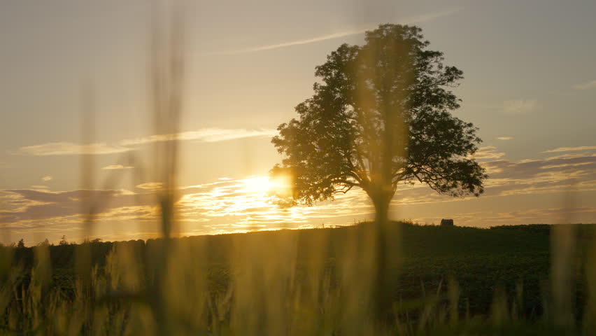 A glowing sunset illuminates a lone oak tree on a hill, surrounded by blurred grass in the foreground.