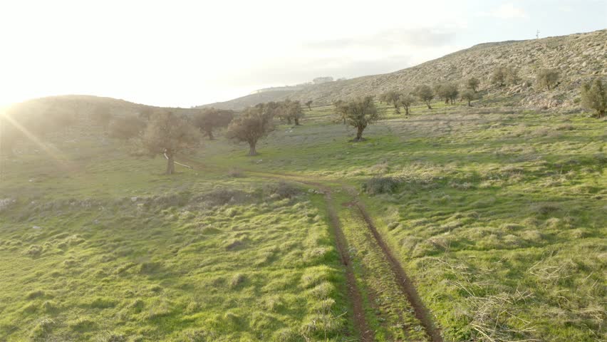 Olive Grove, Spring time in east Jerusalem, Israel-Aerial
Drone view, East Jerusalem, Israel, 2020
