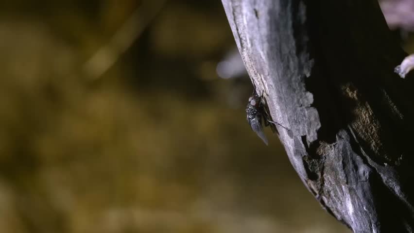 close up of a fly