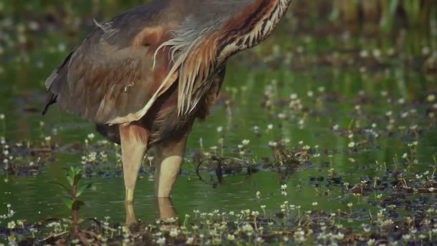 Great blue heron catching fish