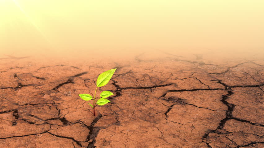 Plant Close-up on Dry Soil Renewable Energy