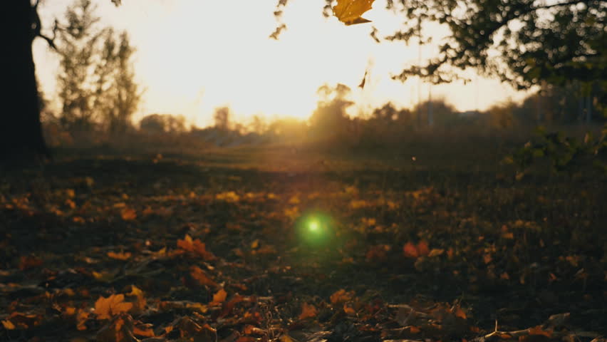 Close up of yellow autumn leaves falling on forest lawn. Bright sunset light shining through falling foliage. Beautiful autumn landscape. Blurred background. Colorful fall season. Slow motion