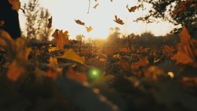 Close up of yellow autumn leaves falling on forest lawn. Bright sunset light shining through falling foliage. Beautiful autumn landscape. Blurred background. Colorful fall season. Slow motion - Powered by Shutterstock - Get 15% off with code: PIKWIZARD15