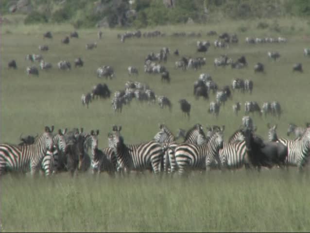 Lioness walking in front of a herd of zebra