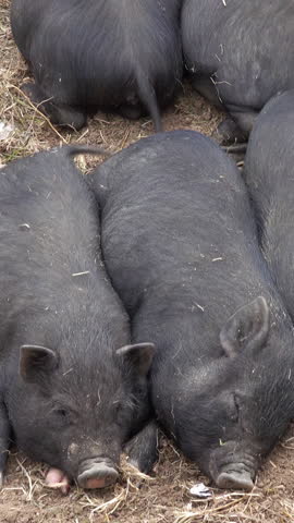 Sleeping black little fun piglets. Vertical video