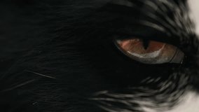 Close-up of a cat's amber eye glowing in contrast with black fur - Powered by Shutterstock - Get 15% off with code: PIKWIZARD15