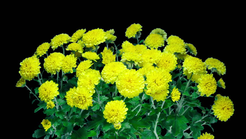 Time Lapse of Blooming Yellow Chrysanthemum on a Bush Close up Over Black Background. From Opening Buds to Big Flowers of Golden-Daisy