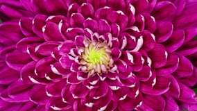 Red Chrysanthemum Flower Moving Petals While Blooming in Time Lapse Close Up - Powered by Shutterstock - Get 15% off with code: PIKWIZARD15