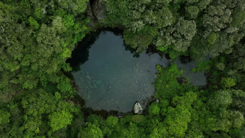 Wetlands surrounded by native bush. Lush greenery. Trees stream. River. Lagoon. Secret spot. Drone Aerial