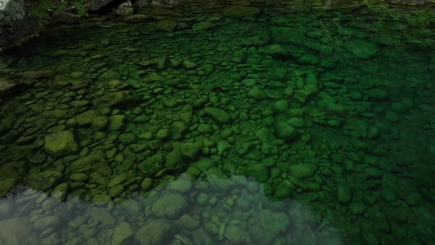 Wetlands surrounded by native bush. Lush greenery. Trees stream. River. Lagoon. Secret spot. Drone Aerial