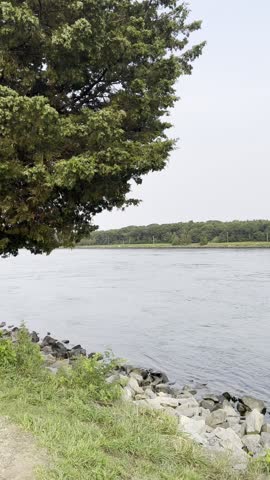 A tree overhangs a rocky shoreline along the Cape Cod Canal, with calm water and lush greenery in the background under a bright blue sky.