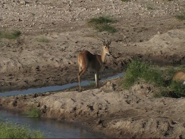 Reetbuck walking in a dry river in the Serengeti